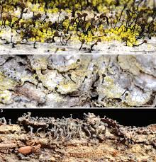 Attēlu rezultāti vaicājumam “Chaenotheca stemonea”