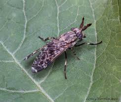 Attēlu rezultāti vaicājumam “Haematopota sp.”