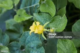 Attēlu rezultāti vaicājumam “Thladiantha dubia”