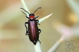 Attēlu rezultāti vaicājumam “Meloidae”