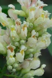 Attēlu rezultāti vaicājumam “Aesculus flava flower”