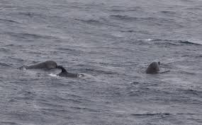 Image result for Hyperoodon ampullatus