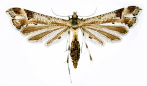 Attēlu rezultāti vaicājumam “Platyptilia gonodactyla imago”