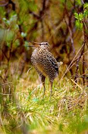 Image result for Gallinago media