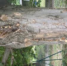 Attēlu rezultāti vaicājumam “Phellinus ferruginosus”