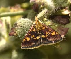 Attēlu rezultāti vaicājumam “Pyrausta aurata”
