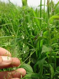 Attēlu rezultāti vaicājumam “Poa trivialis”