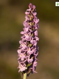 Attēlu rezultāti vaicājumam “Gymnadenia conopsea”