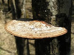 Attēlu rezultāti vaicājumam “Daedaleopsis confragosa”