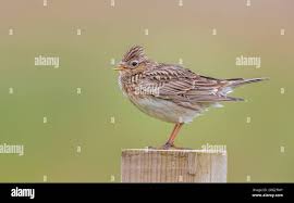 Attēlu rezultāti vaicājumam “Alauda arvensis”