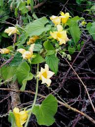 Attēlu rezultāti vaicājumam “Thladiantha dubia flower”