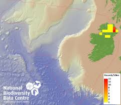 Attēlu rezultāti vaicājumam “Craspedosoma rawlinsi”