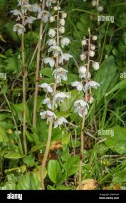 Attēlu rezultāti vaicājumam “Pyrola rotundifolia flower”