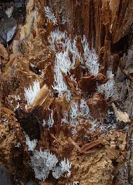 Attēlu rezultāti vaicājumam “Lentaria epichnoa”