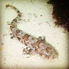 Image result for Haploblepharus edwardsii