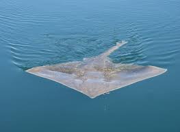 Image result for Dipturus batis