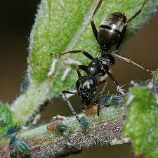 Attēlu rezultāti vaicājumam “Aphis farinosa”