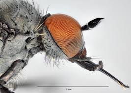 Attēlu rezultāti vaicājumam “Empididae”