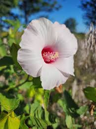 Attēlu rezultāti vaicājumam “Populus x jackii flower”