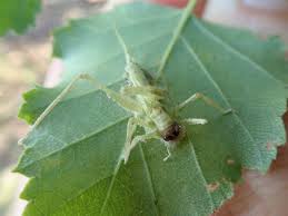 Attēlu rezultāti vaicājumam “Entomophaga grylli”