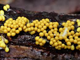 Attēlu rezultāti vaicājumam “Symphytocarpus trechisporus macro”