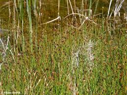 Attēlu rezultāti vaicājumam “Eleocharis quinqueflora”