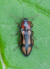 Attēlu rezultāti vaicājumam “Selatosomus cruciatus”