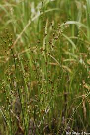 Attēlu rezultāti vaicājumam “Juncus alpinoarticulatus”
