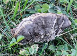 Attēlu rezultāti vaicājumam “Bjerkandera adusta”