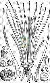 Attēlu rezultāti vaicājumam “Isoetes lacustris leaf”