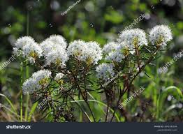 Attēlu rezultāti vaicājumam “Ledum palustre”
