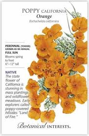 Attēlu rezultāti vaicājumam “Eschscholzia californica fruit”