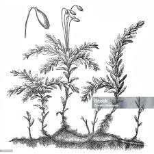 Attēlu rezultāti vaicājumam “Plagiomnium undulatum”