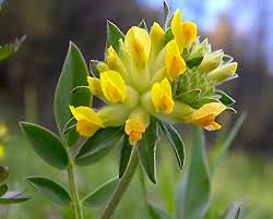Image result for Anthyllis vulneraria rubra