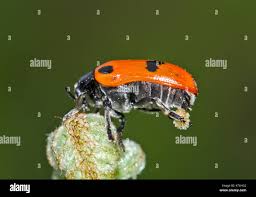 Attēlu rezultāti vaicājumam “Clytra quadripunctata”