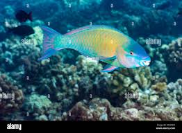 Image result for Scarus psittacus