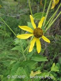 Attēlu rezultāti vaicājumam “Libanotis montana leaf”