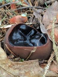 Attēlu rezultāti vaicājumam “Sarcosoma globosum”