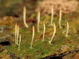 Attēlu rezultāti vaicājumam “Multiclavula mucida”