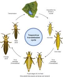 Attēlu rezultāti vaicājumam “Thysanoptera”