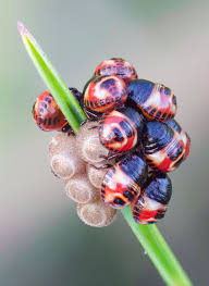 Attēlu rezultāti vaicājumam “Pentatomidae eggs”