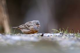 Image result for Emberiza caesia