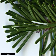 Attēlu rezultāti vaicājumam “Abies veitchii”