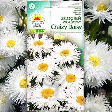 Image result for Chrysanthemum leucanthemum
