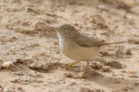 Image result for Sylvia nana