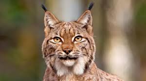 Image result for Lancashire Lynx