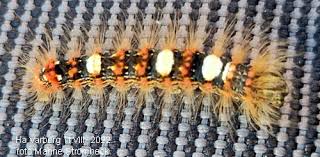 Attēlu rezultāti vaicājumam “Moma alpium”