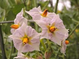 Attēlu rezultāti vaicājumam “Solanum tuberosum flower”