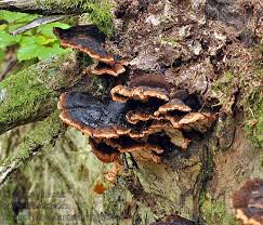 Attēlu rezultāti vaicājumam “Ischnoderma benzoinum”