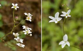 Attēlu rezultāti vaicājumam “Saxifraga cymbalaria flower”